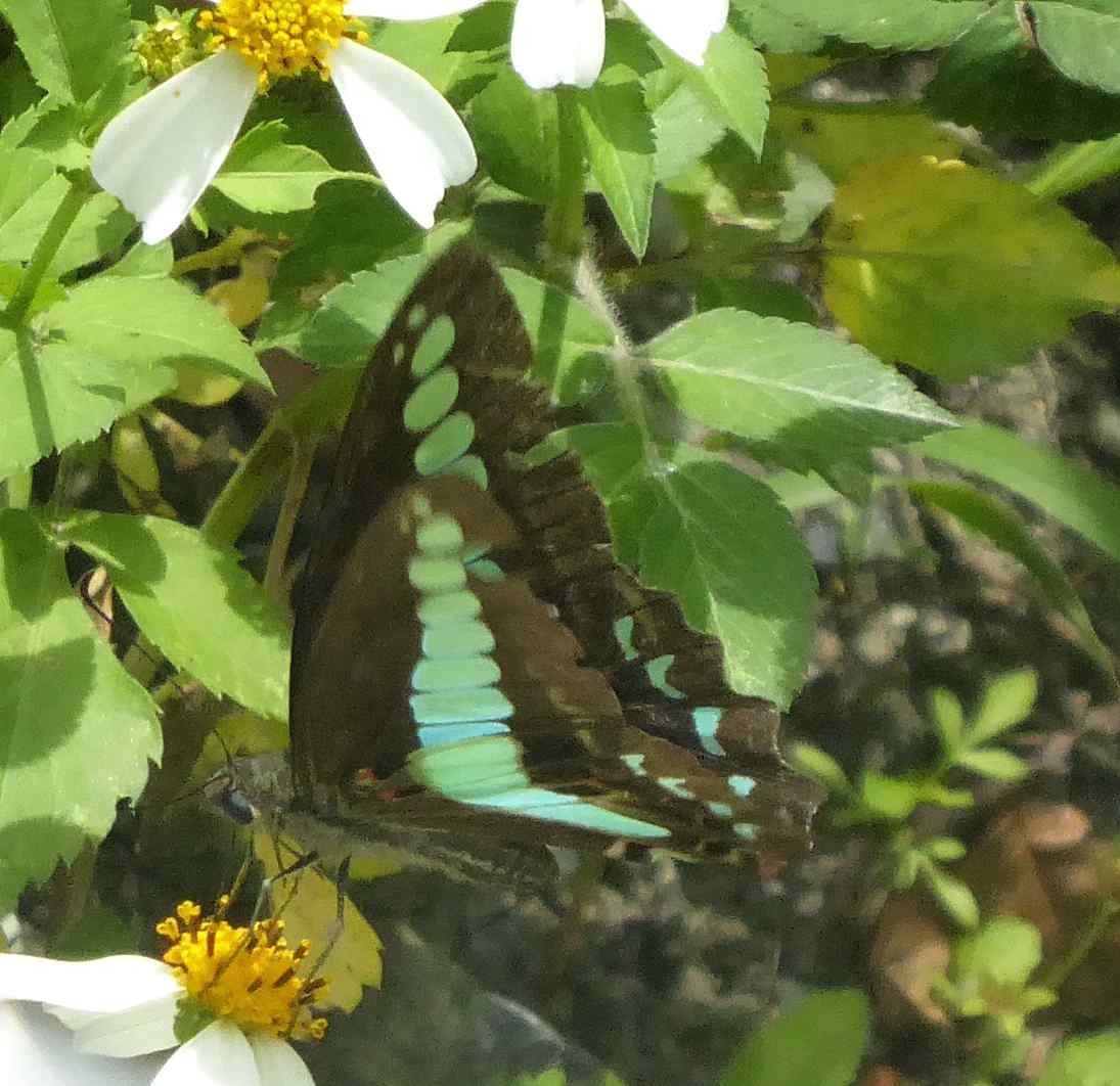 Graphium sarpedon Graphium sarpedon